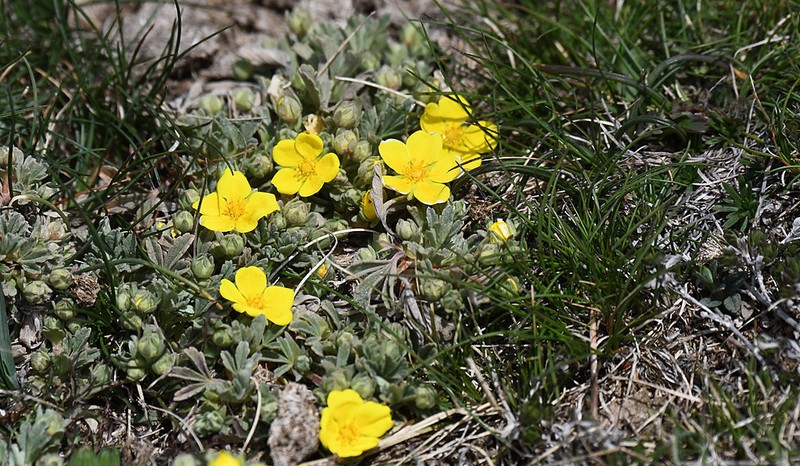 Abbotswood Potentilla photo 4