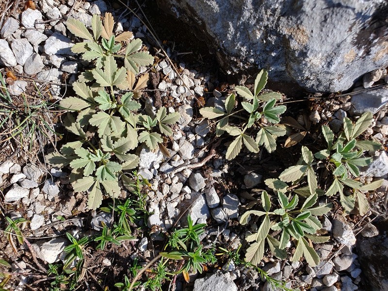 Abbotswood Potentilla photo 5