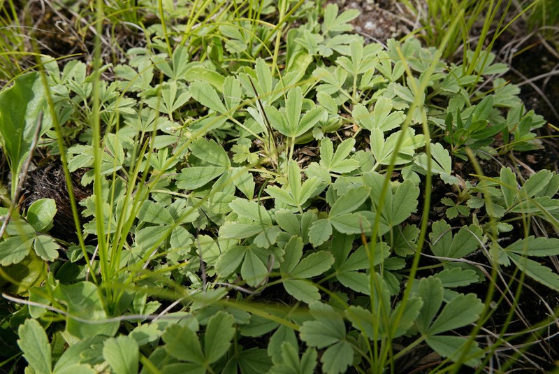 Abbotswood Potentilla photo 6