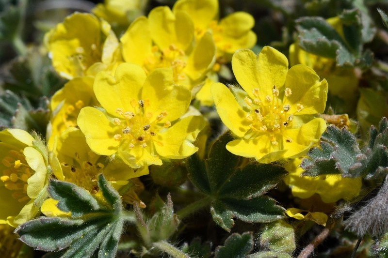 Abbotswood Potentilla photo 7