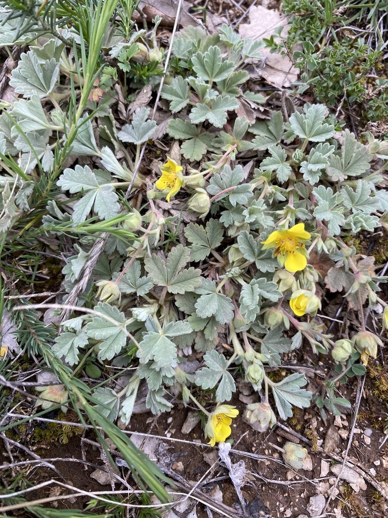 Abbotswood Potentilla photo 8