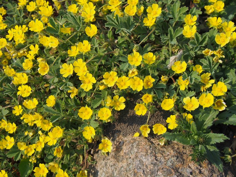Abbotswood Potentilla