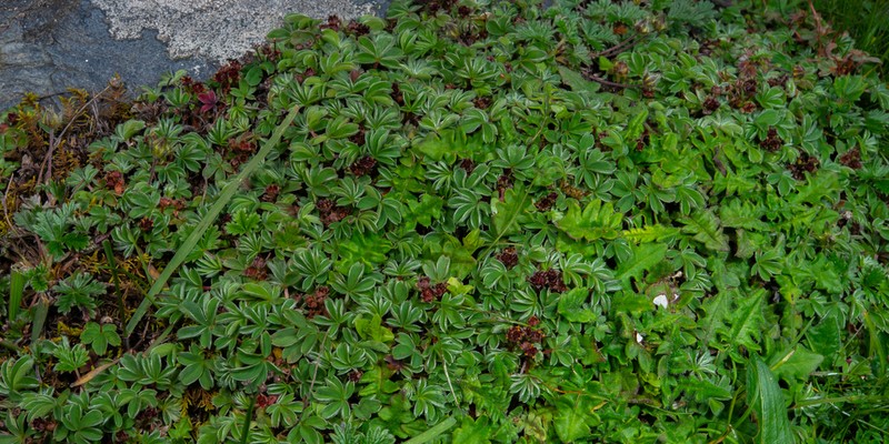 Potentilla clandestina photo 2