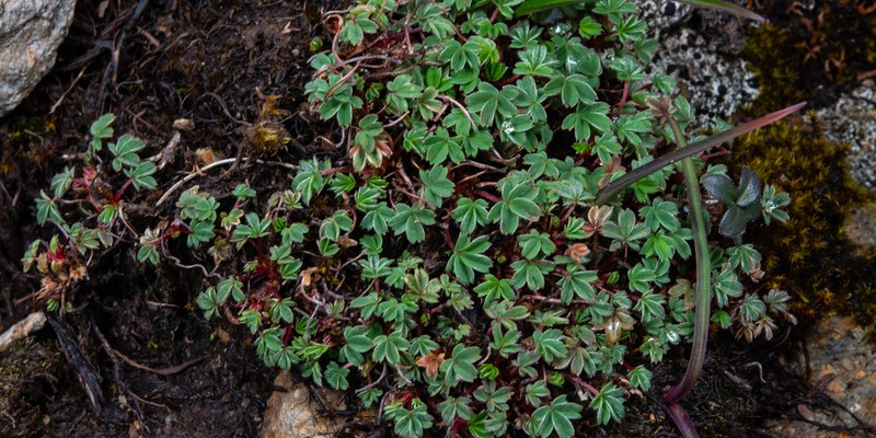 Potentilla clandestina photo 3