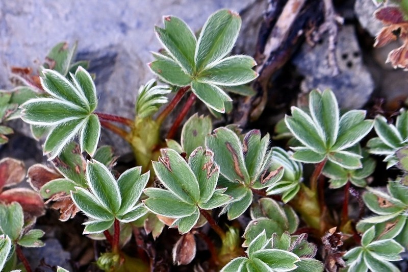 Potentilla clandestina photo 4