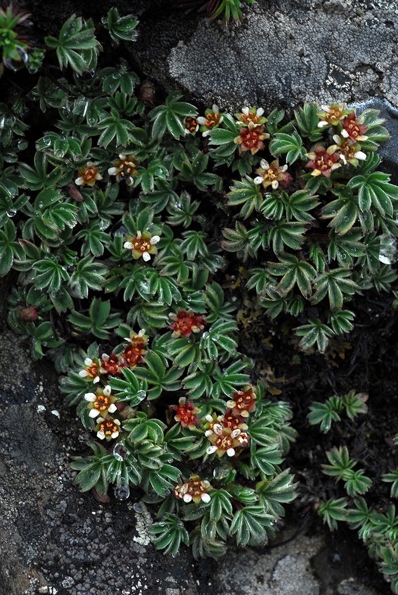 Potentilla clandestina photo 5