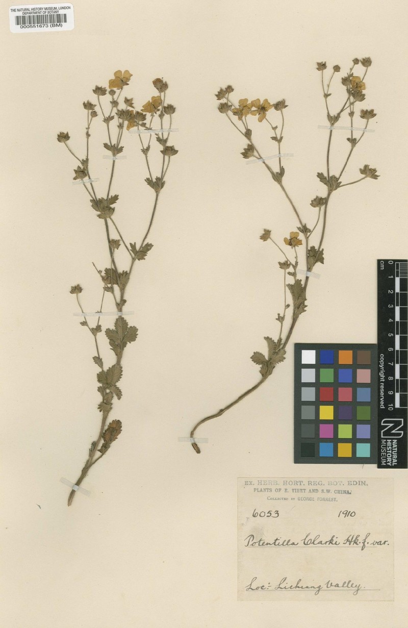 Potentilla clarkei
