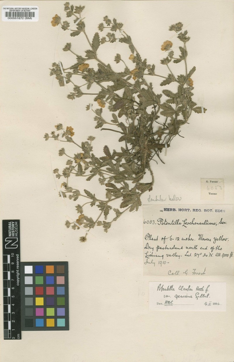 Potentilla clarkei photo 2
