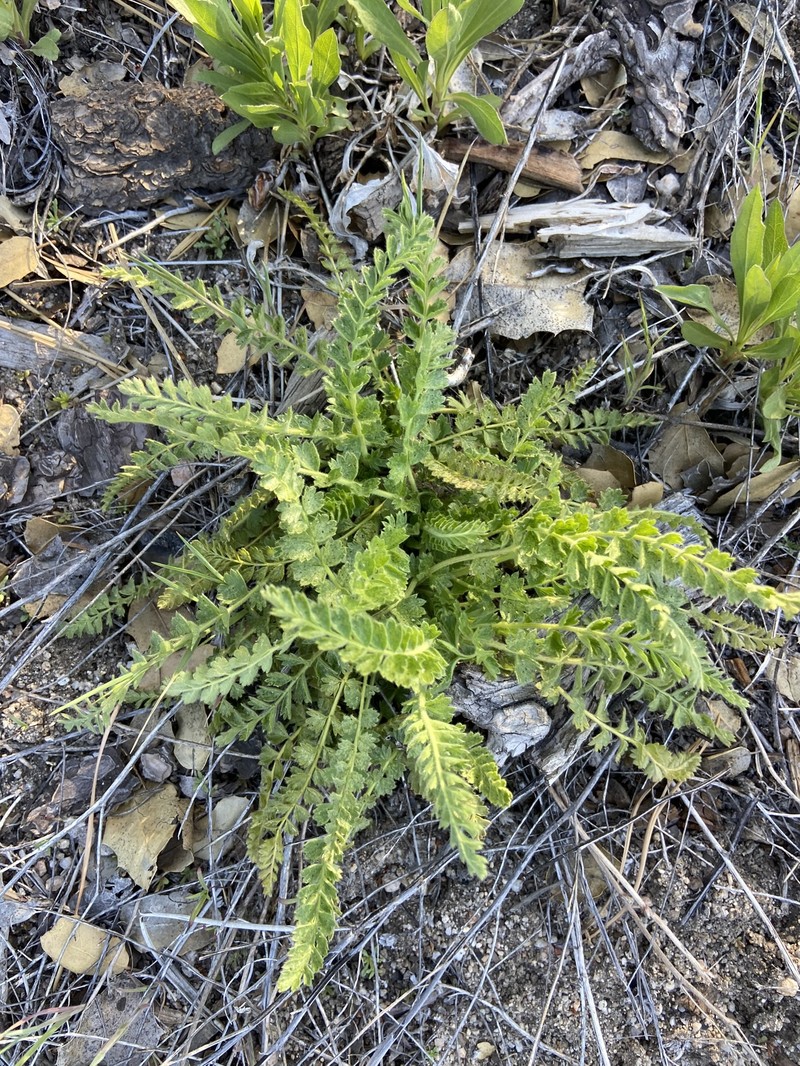 Potentilla clevelandii var. brevibracteata