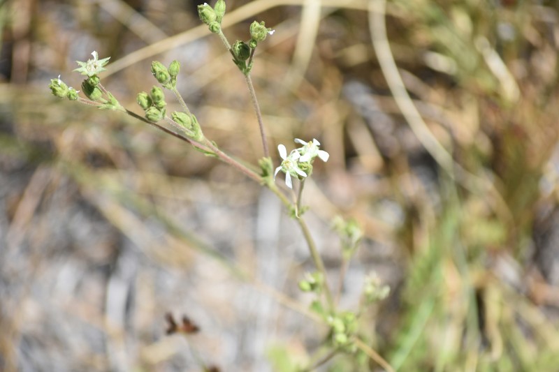 Potentilla clevelandii var. brevibracteata photo 2