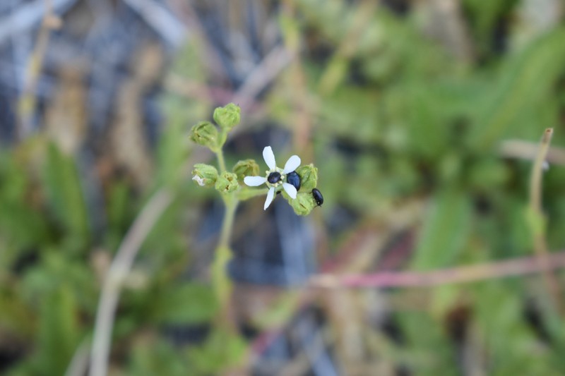 Potentilla clevelandii var. brevibracteata photo 3