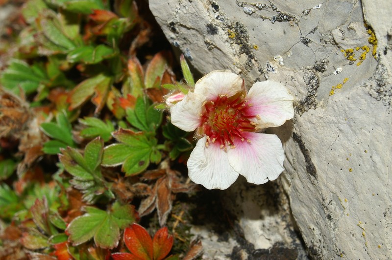 Potentilla clusiana