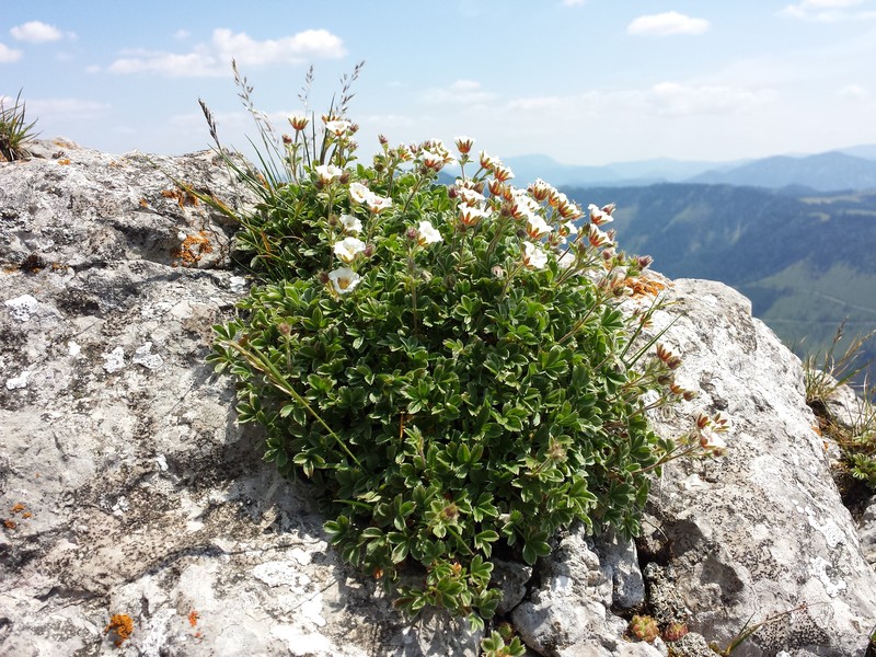 Potentilla clusiana photo 2