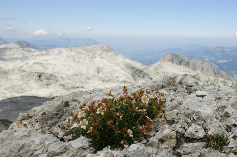 Potentilla clusiana photo 3