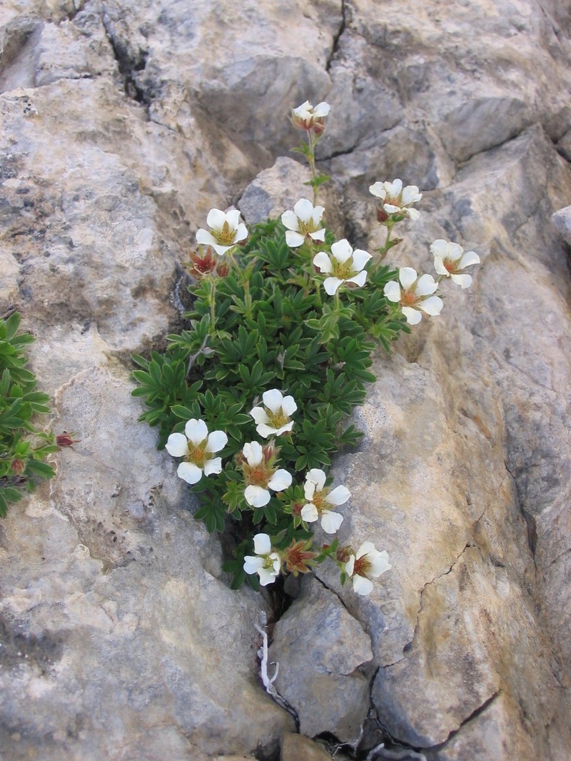 Potentilla clusiana photo 4