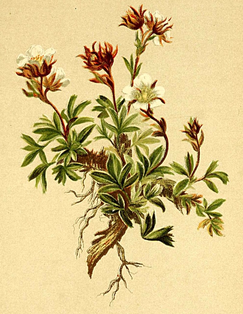 Potentilla clusiana photo 5