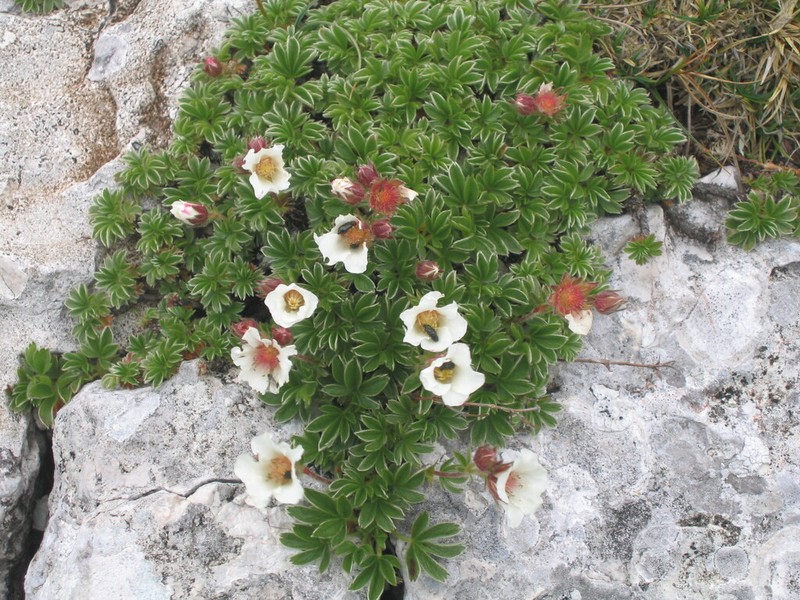 Potentilla clusiana photo 7
