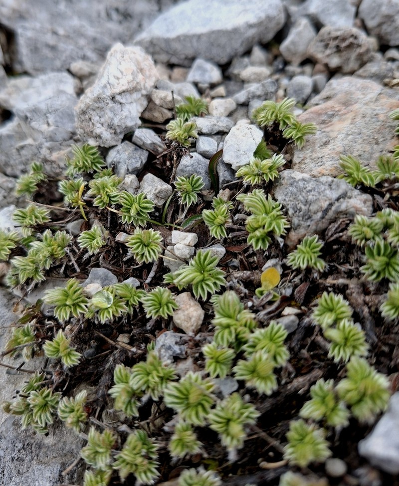 Potentilla clusiana photo 8