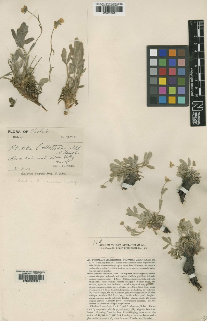 Potentilla collettiana