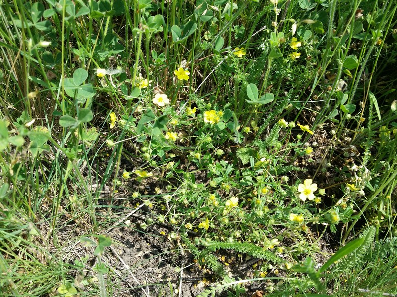 Palmleaf Cinquefoil photo 3