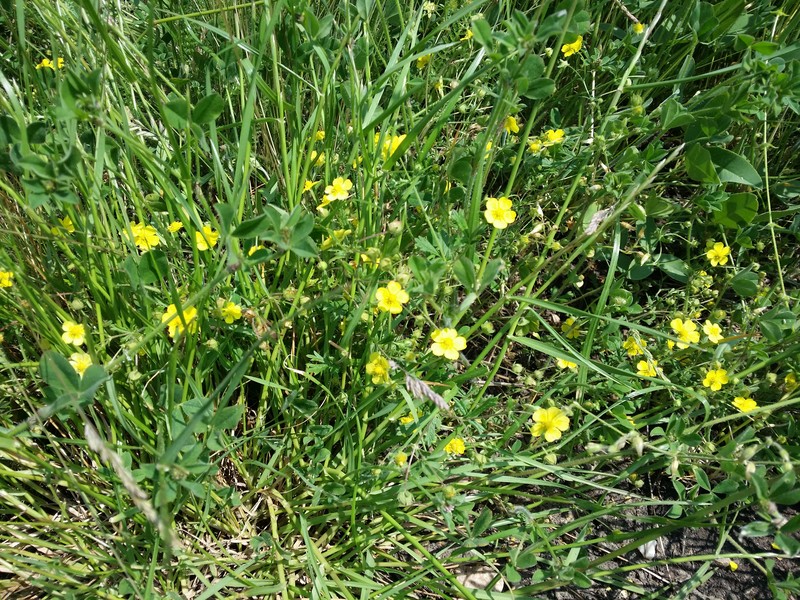 Palmleaf Cinquefoil photo 4