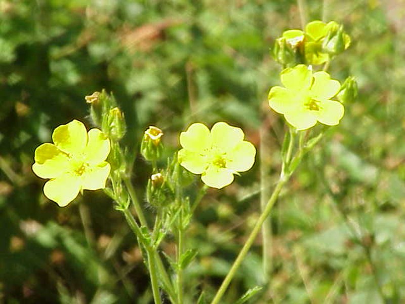 Palmleaf Cinquefoil