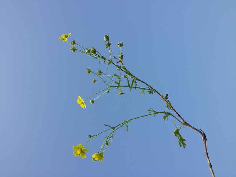 Palmleaf Cinquefoil photo 2