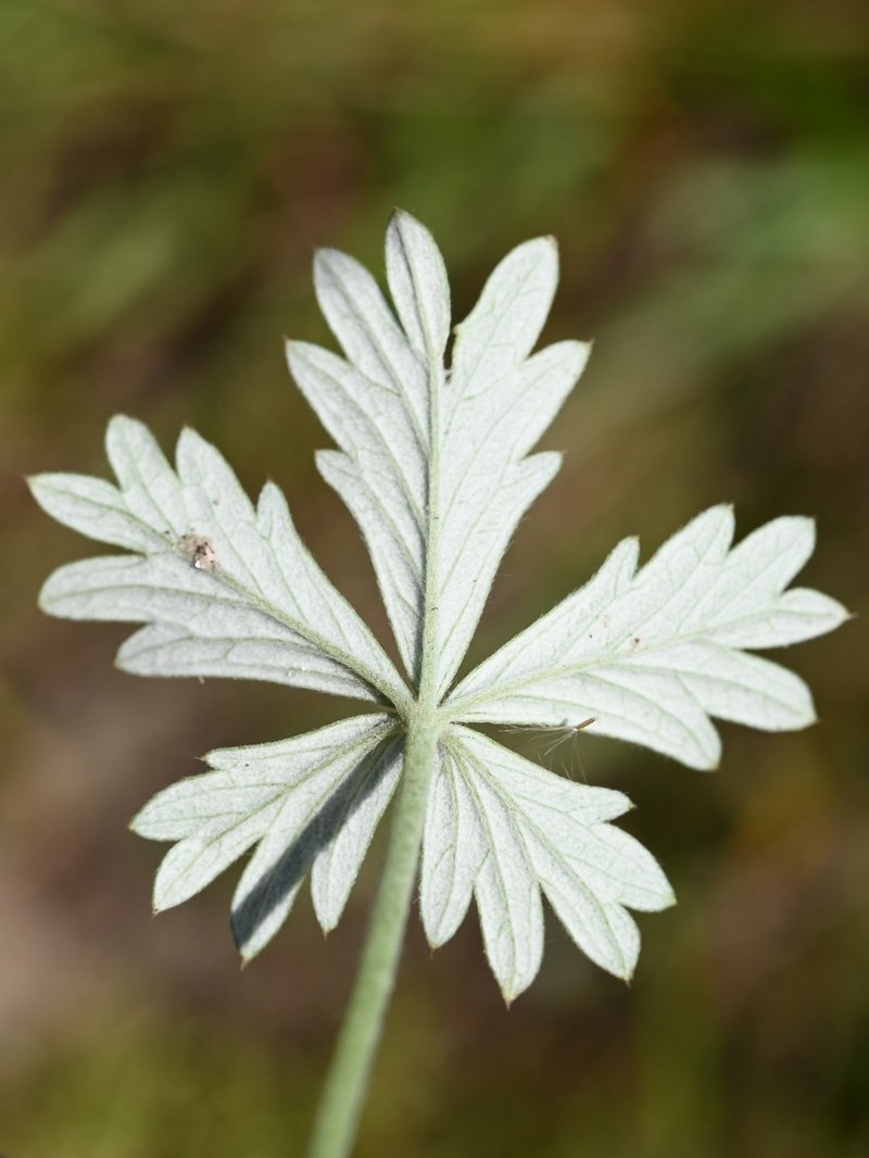 Palmleaf Cinquefoil photo 2