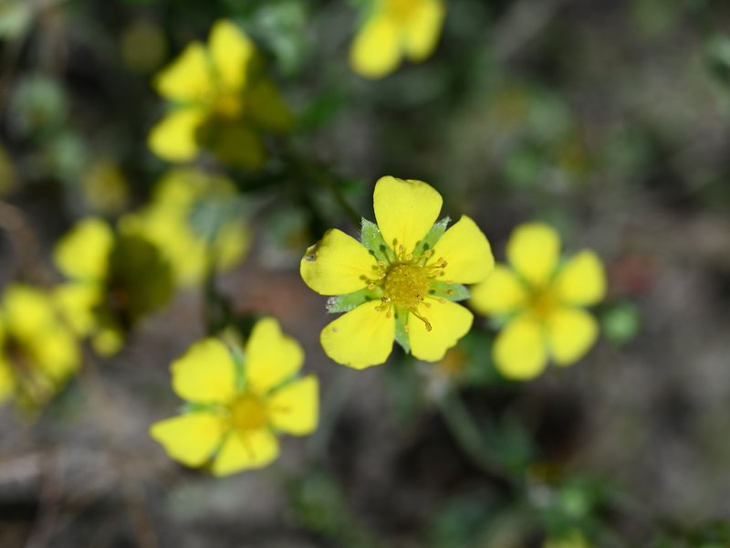 Palmleaf Cinquefoil photo 3
