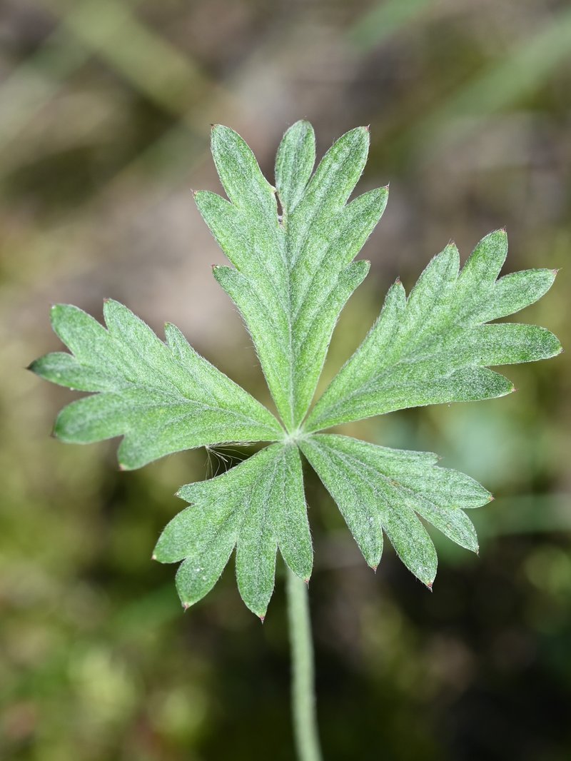 Palmleaf Cinquefoil photo 4