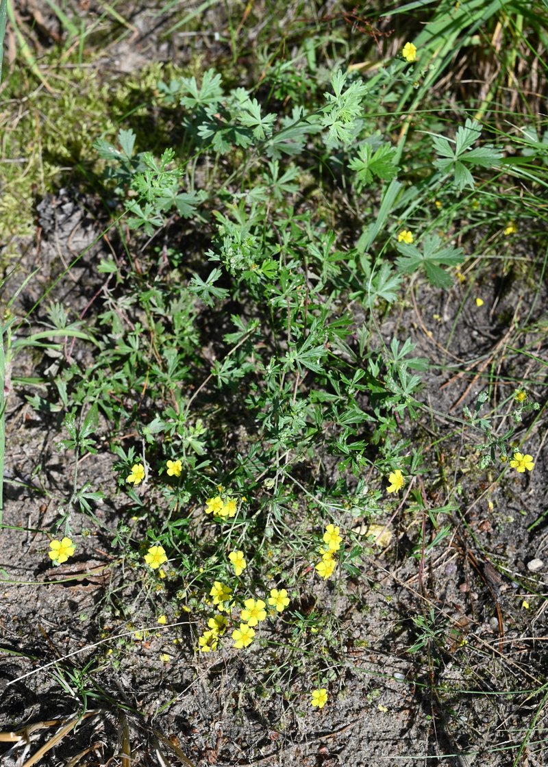 Palmleaf Cinquefoil photo 5