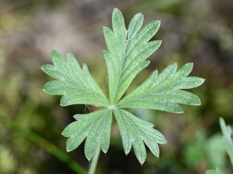 Palmleaf Cinquefoil photo 6