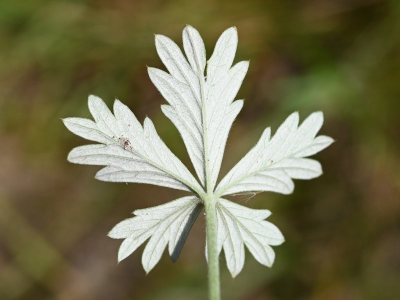 Palmleaf Cinquefoil photo 7