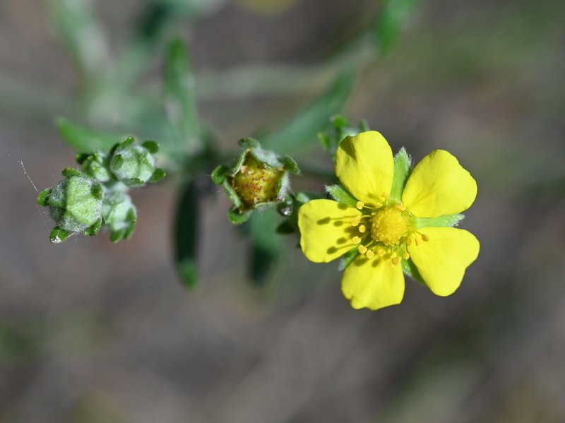 Palmleaf Cinquefoil photo 8