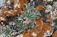 Elegant Cinquefoil
