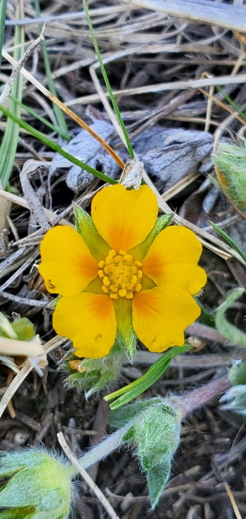 Elegant Cinquefoil photo 2
