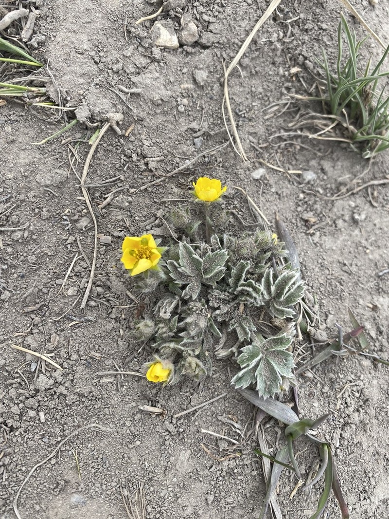 Elegant Cinquefoil photo 3