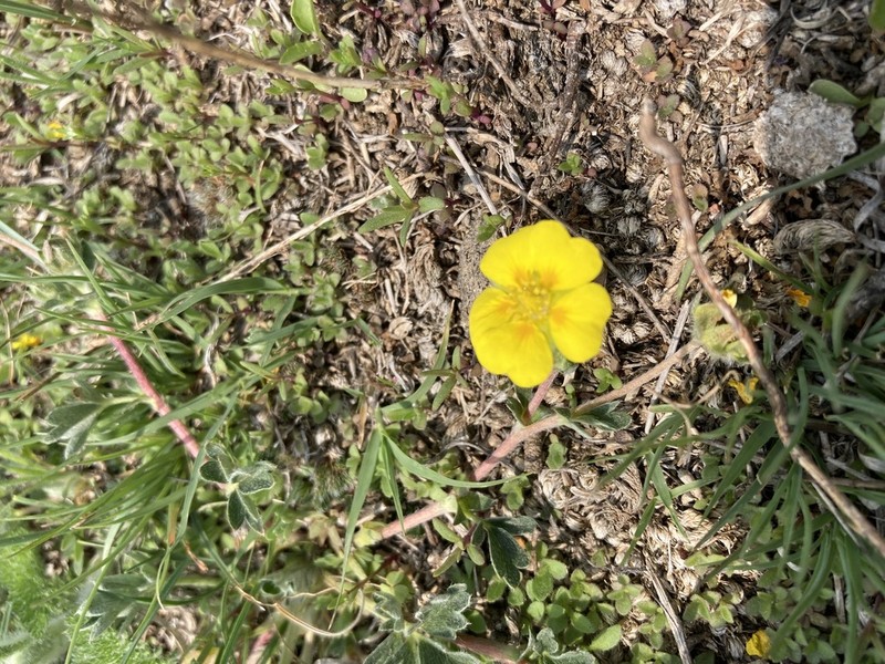 Elegant Cinquefoil photo 4