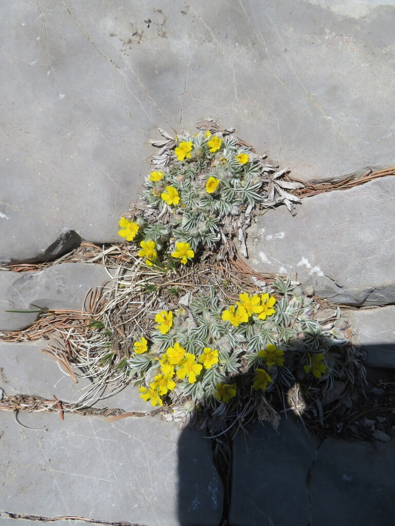 Elegant Cinquefoil photo 5