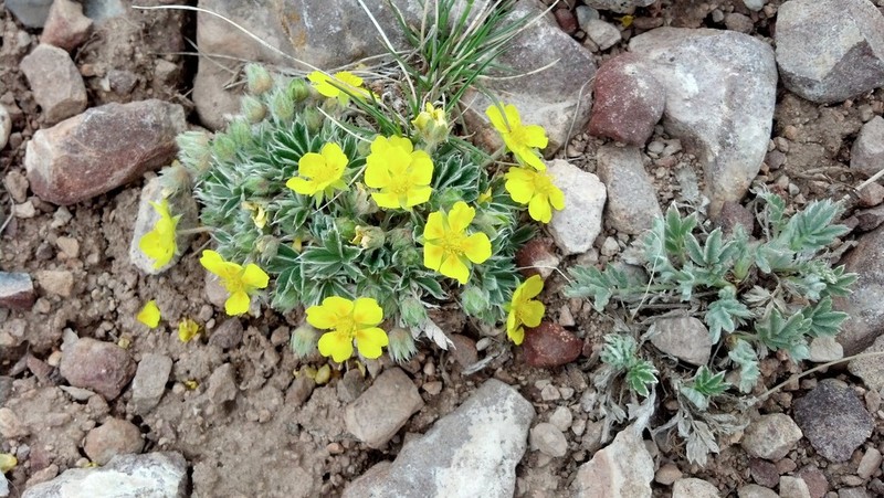 Elegant Cinquefoil photo 6