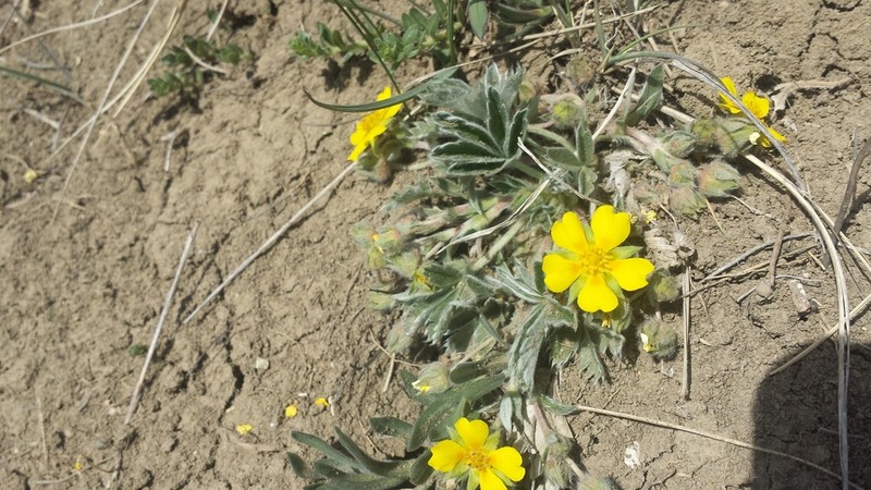 Elegant Cinquefoil photo 7