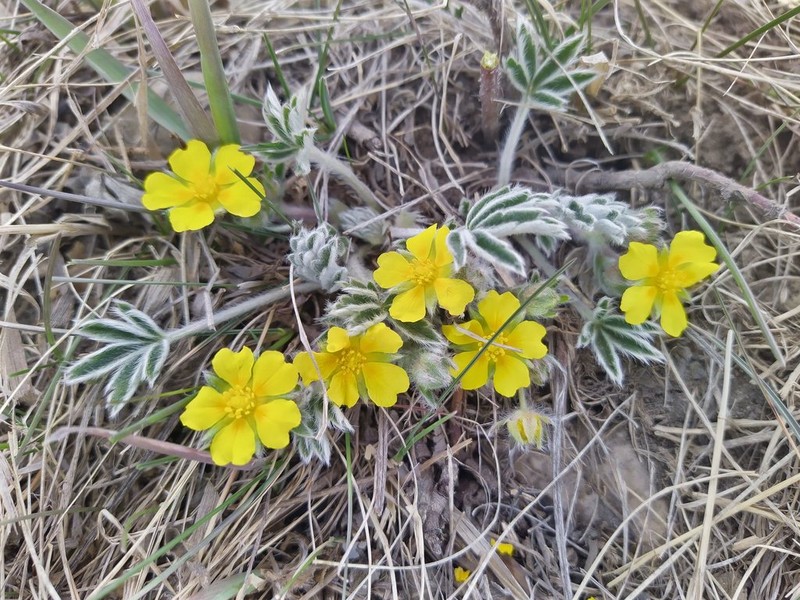 Elegant Cinquefoil photo 8