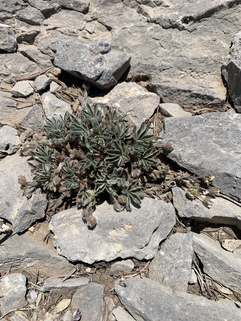 Potentilla concinna var. concinna