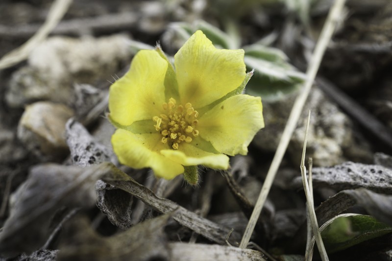 Potentilla concinna var. concinna photo 2
