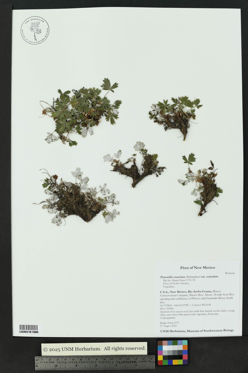 Potentilla concinna var. concinna photo 3