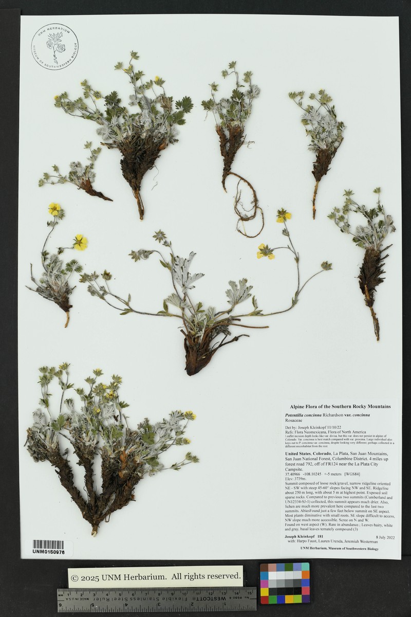Potentilla concinna var. concinna photo 4