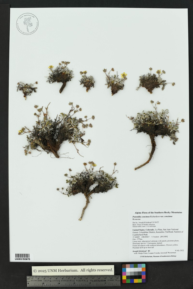 Potentilla concinna var. concinna photo 5