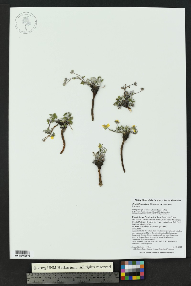 Potentilla concinna var. concinna photo 6
