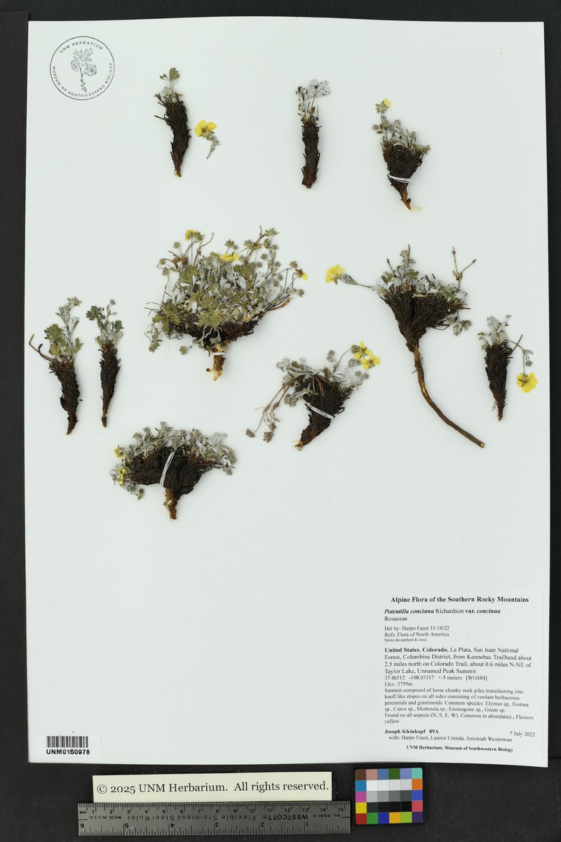 Potentilla concinna var. concinna photo 7
