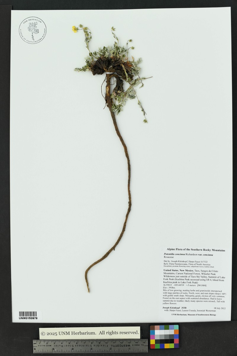 Potentilla concinna var. concinna photo 8